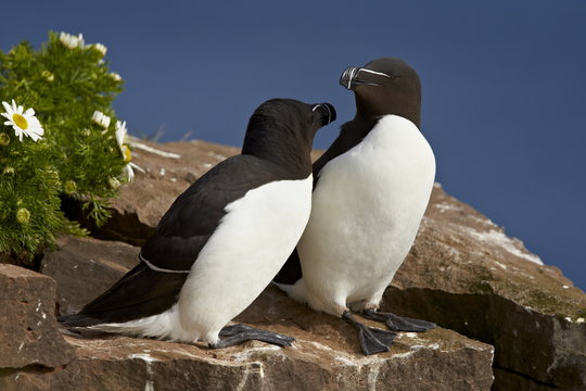 Razorbill (Alca torda) pair, Iceland