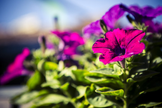 purple surfinia