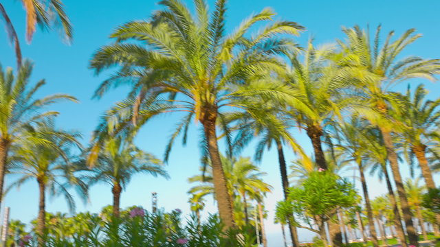 Beautiful palm trees, Salou, Spain