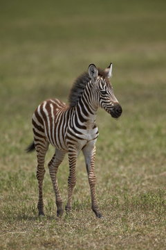 Common zebra (plains zebra) (Burchell's zebra) (Equus burchelli) colt, Ngorongoro Crater, Tanzania