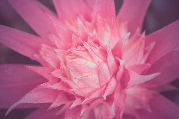 flowers with filter effect retro vintage style