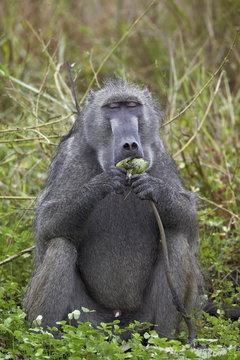 Adult male Chacma Baboon (Papio ursinus) eating a water lily tuber, Kruger National Park