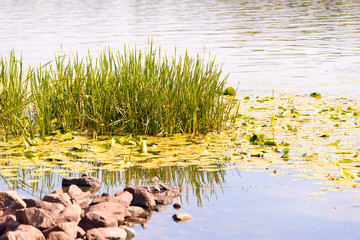 Reeds and Waterlilies in the River