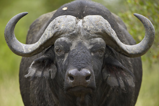 Cape Buffalo (African Buffalo) (Syncerus caffer), Kruger National Park