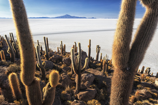 Cacti, Isla Incahuasi, a unique outcrop in the middle of the Salar de Uyuni, Oruro, Bolivia
