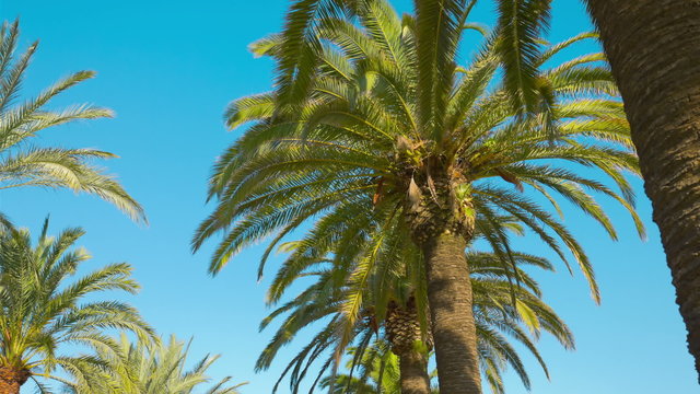 Summer palm trees