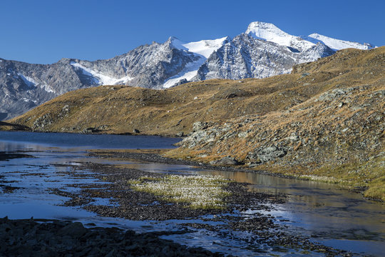 Blooming of eriofori (cotton grass), Levanne mountains, Aiguille Rousse, Gran Paradiso National Park, Alpi Graie (Graian Alps) 