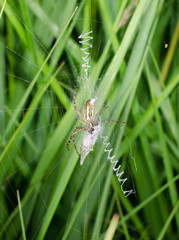 Wespenspinne (Jungtier) mit typischem zick-zack