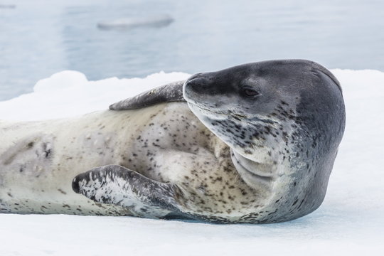 Adult leopard seal (Hydrurga leptonyx) hauled out on ice in Paradise Bay on the western side of the Antarctic Peninsula, Antarctica