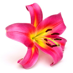 Fototapeta na wymiar Pink lily flower
