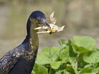 White-breasted Cormorant eating chick