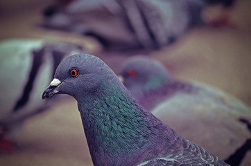 Pigeons