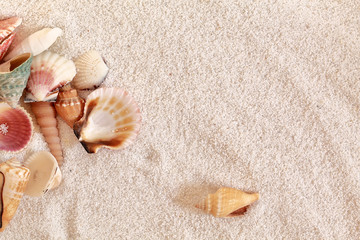 Naklejka na ściany i meble Sea Shells On Beach Sand