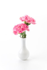 pink carnations flower