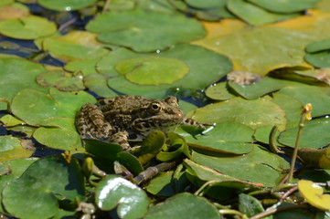 grenouille