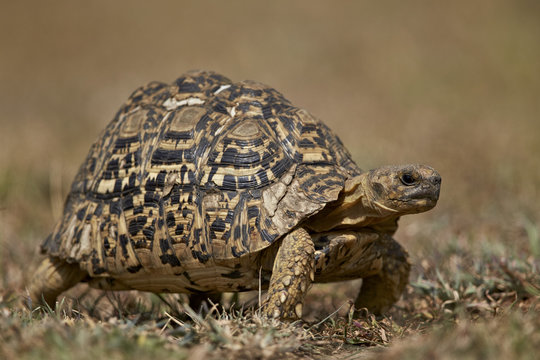 Leopard tortoise (Geochelone pardalis), Ngorongoro Conservation Area, Serengeti, Tanzania 
