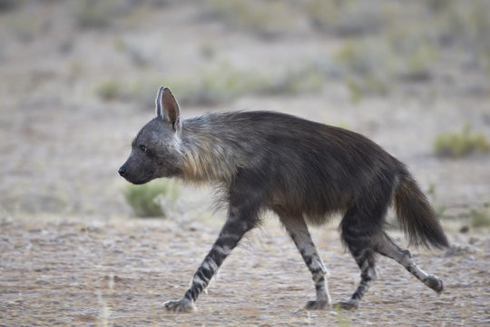Brown hyena (Hyaena brunne) (Parahyaena brunnea), Kgalagadi Transfrontier Park, encompassing the former Kalahari Gemsbok National Park 