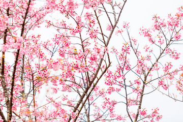 Bird on Cherry Blossom and sakura