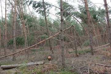 Las po burzy. © boguslavus