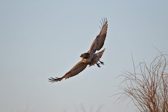 Juvenile red-tailed hawk (Buteo jamaicensis) in flight, Bosque del Apache National Wildlife Refuge, New Mexico