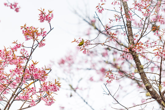 Bird on Cherry Blossom and sakura
