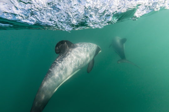Adult Hector's dolphins (Cephalorhynchus hectori) underwater near Akaroa, South Island, New Zealand