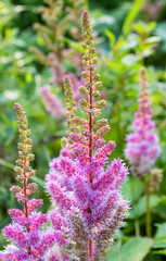 Closeup of Pink Astilbe Chinensis