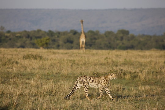 Cheetah (Acinonyx jubatus), Masai Mara National Reserve, Kenya