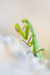 European mantis