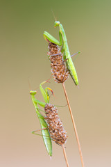 European mantis