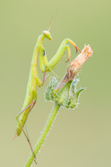European mantis