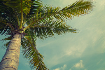 Fototapeta na wymiar Coconut palm trees ( Filtered image processed vintage effect. )