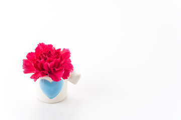 red carnations flower