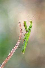 European mantis