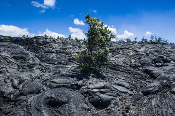 Volcanic lava stream in the Hawaii Volcanoes National Park, Big Island, Hawaii