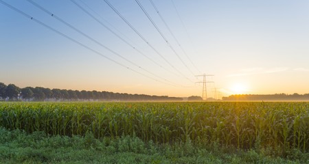 Fototapeta premium Power line in a yellow sky at sunrise in summer