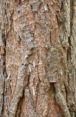 
Tree bark texture. Nature wood background

