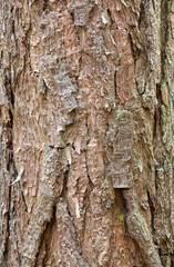 
Tree bark texture. Nature wood background
