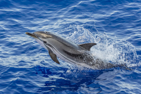 Adult striped dolphin (Stenella coeruleoalba) leaping near La Gomera, Canary Islands, Spain, Atlantic