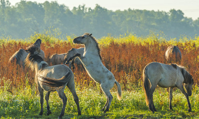 Prancing horses along the shore of a lake in summer