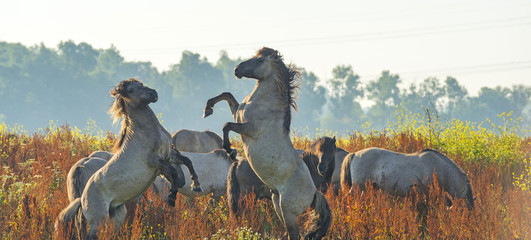 Prancing horses along the shore of a lake in summer © Naj