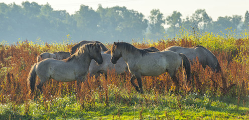 Herd of wild horses along the shore of a lake in summer © Naj