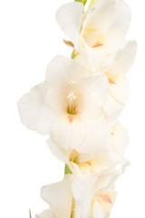 Obraz na płótnie Canvas gladiolus flower