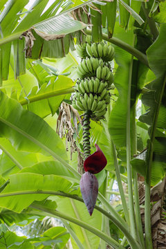 Banana fruit and blossom