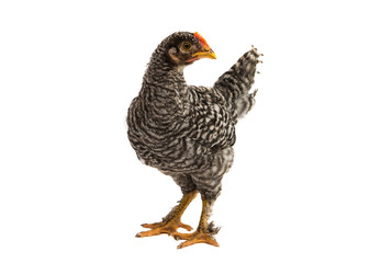 chickens