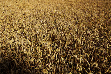 Cereals on the field