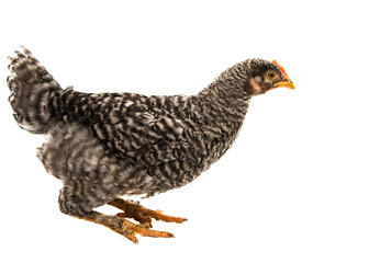 chickens