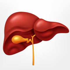 Human Liver in Digestive System, Vector Illustration