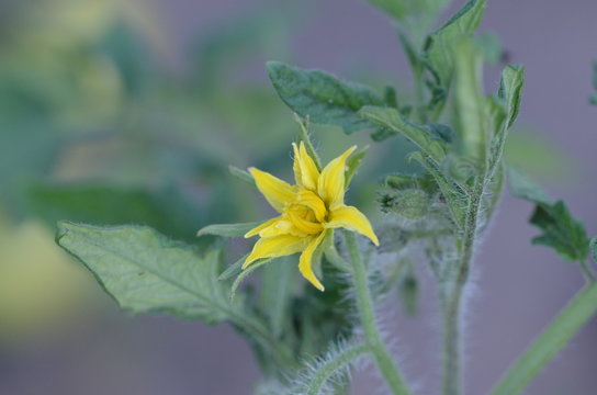 Tomatenbl&uuml;te
