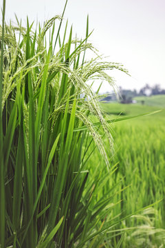 Rice cultivation
